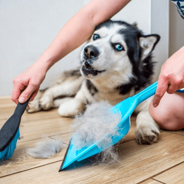 Evcil Hayvan Kılı Temizleme İpuçları : Kapak Görseli